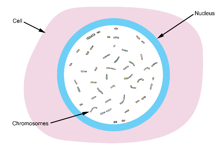 Chromosomes are spread randomly inside the nucleus of a cell